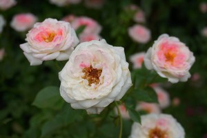 AIR FRANCE (miniature)